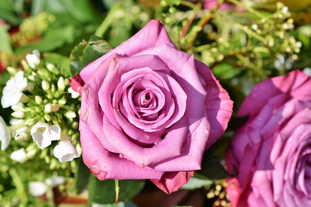 rose, rose blossom, flower background, pink rose, beautiful, blossom, nature, bloom, romantic, flower wallpaper, flower, rose flower, plant, purple, beautiful flowers, bloom